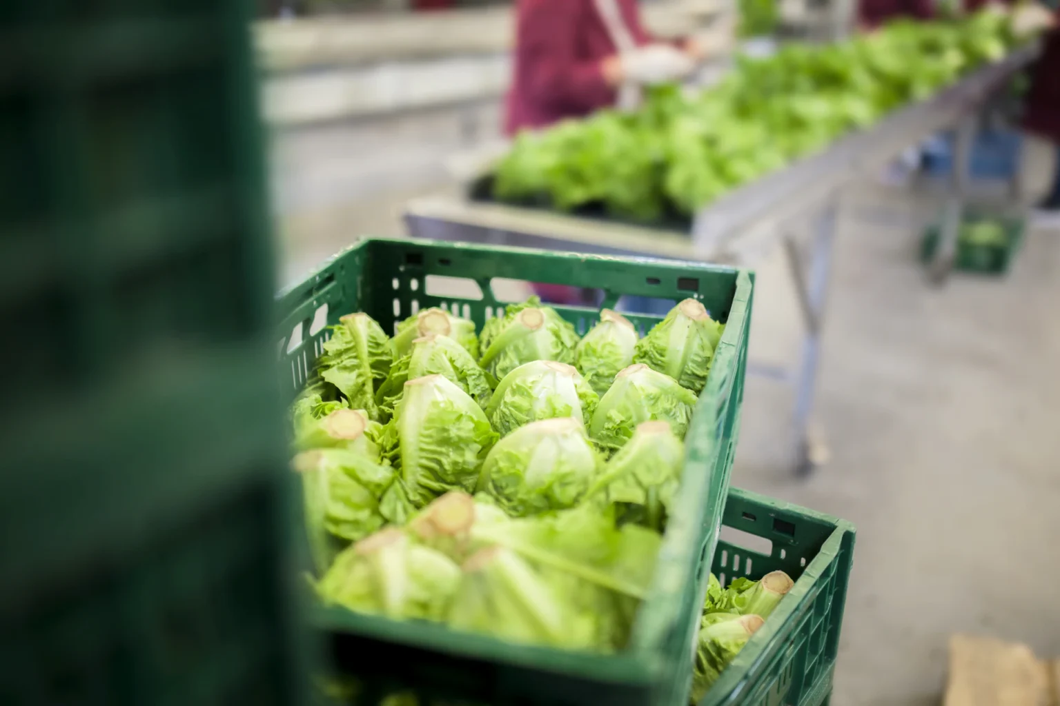 Foto: Salatköpfe in einer Kiste in der Verpackungsanlage (© Ernährung-NRW e. V.)