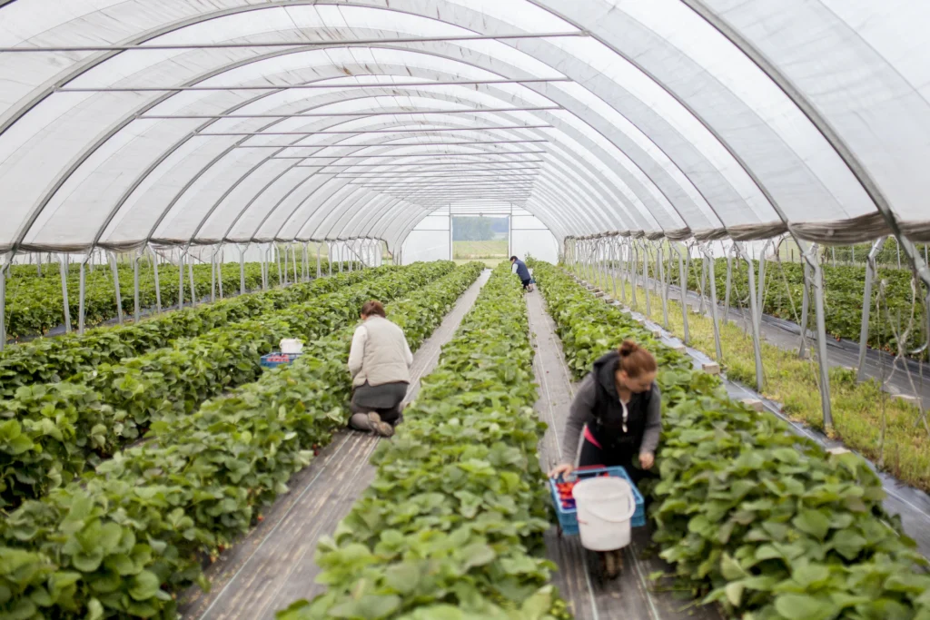 Foto: Mitarbeitende ernten Erdbeeren im Foliengewächshaus (© Ernährung-NRW e. V.)